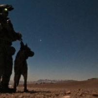 "ძაღლური სამუშაო" - როგორ მსახურობენ გაწვრთნილი ძაღლები ადამიანების გვერდით ავღანეთში